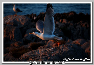 A seagull take-off. by Ferdinando Meli 